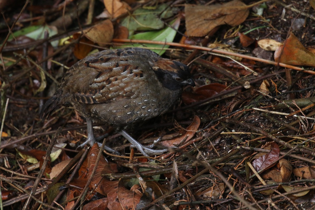 Black-fronted Wood-Quail - ML639762676