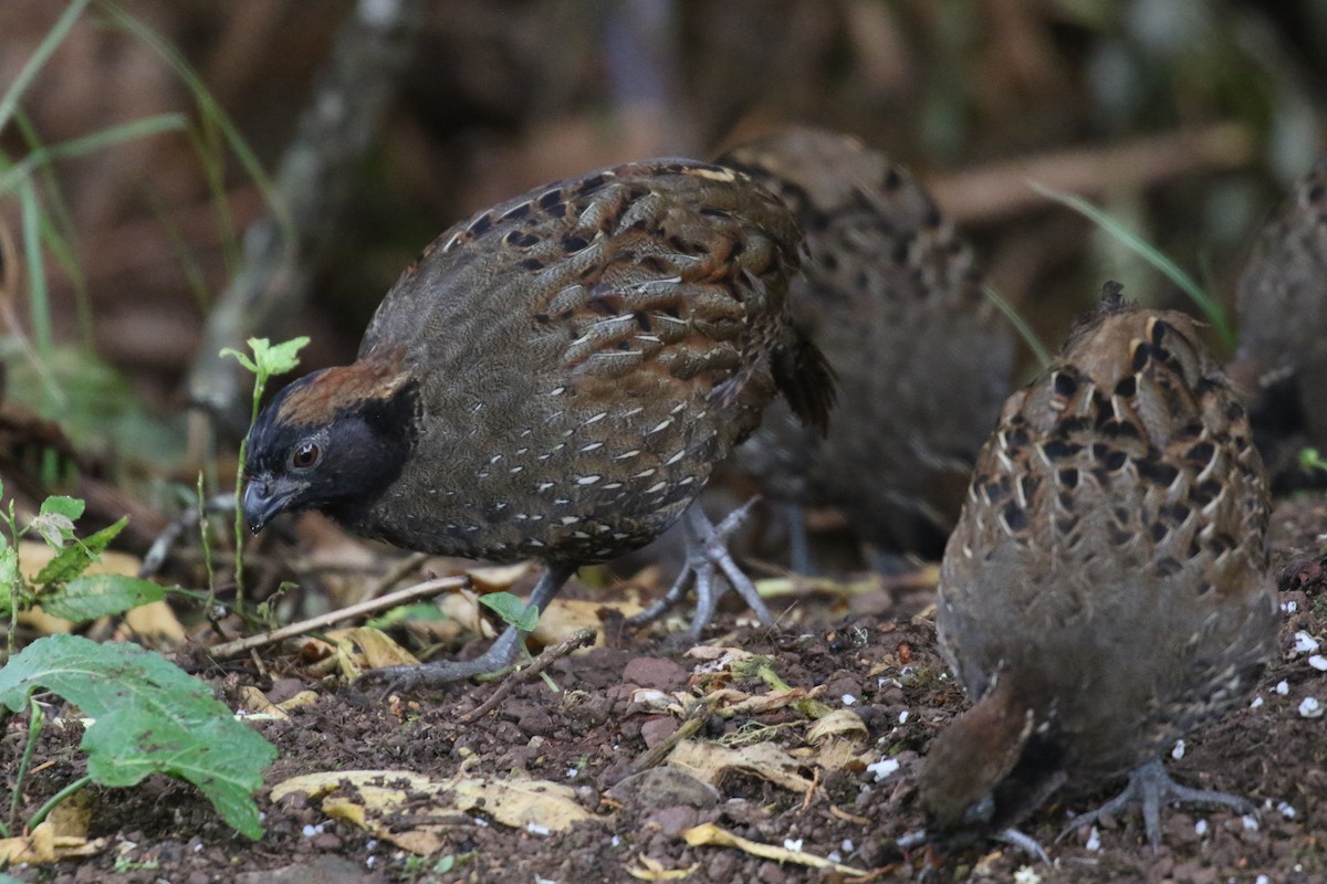 Black-fronted Wood-Quail - ML639762677
