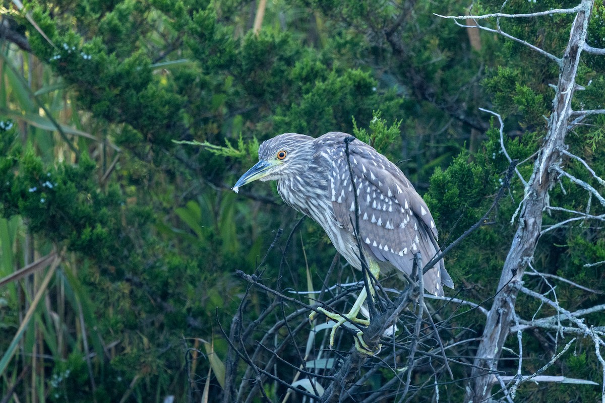 natthegre - ML639762738