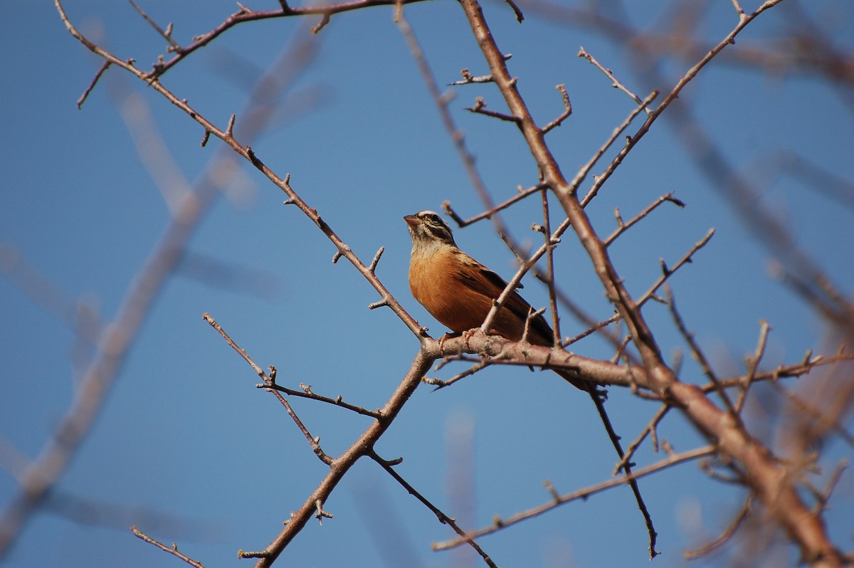 Gosling's Bunting - ML639762779