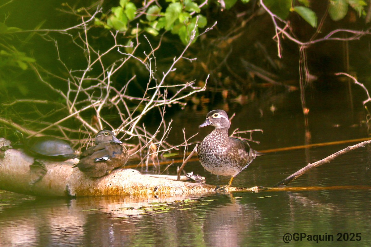 Wood Duck - ML639762855