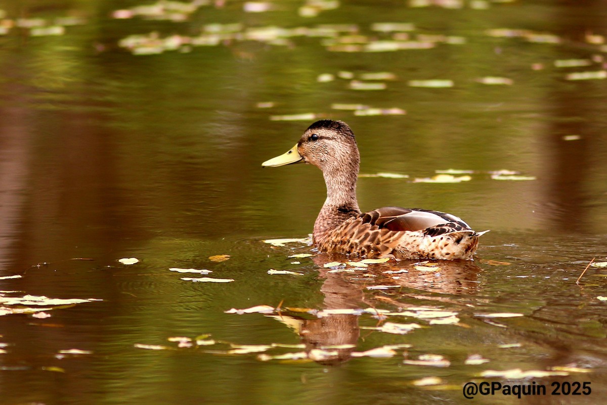 Mallard - ML639762879