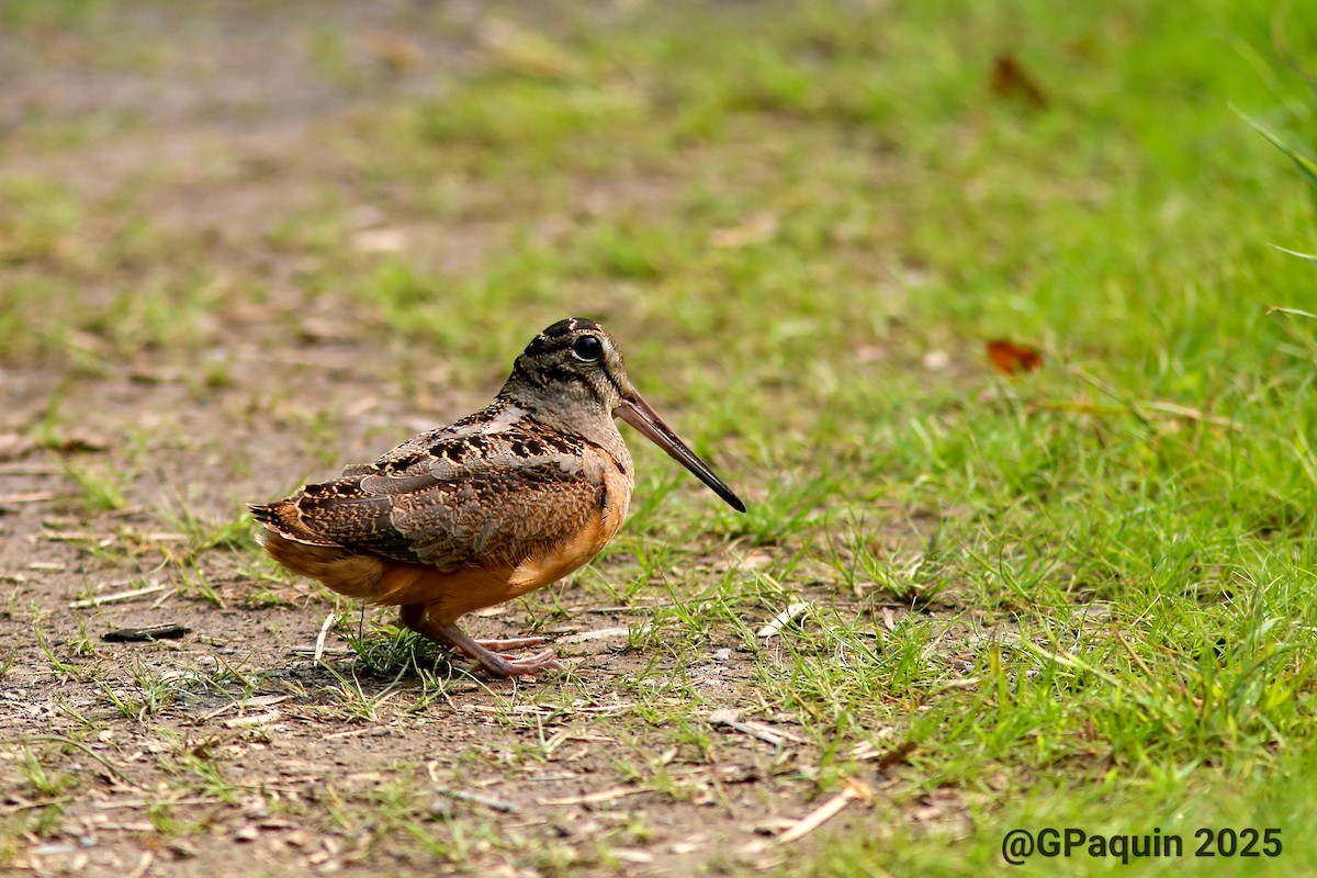 American Woodcock - ML639762891