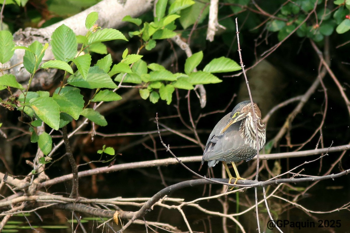 Green Heron - ML639762904