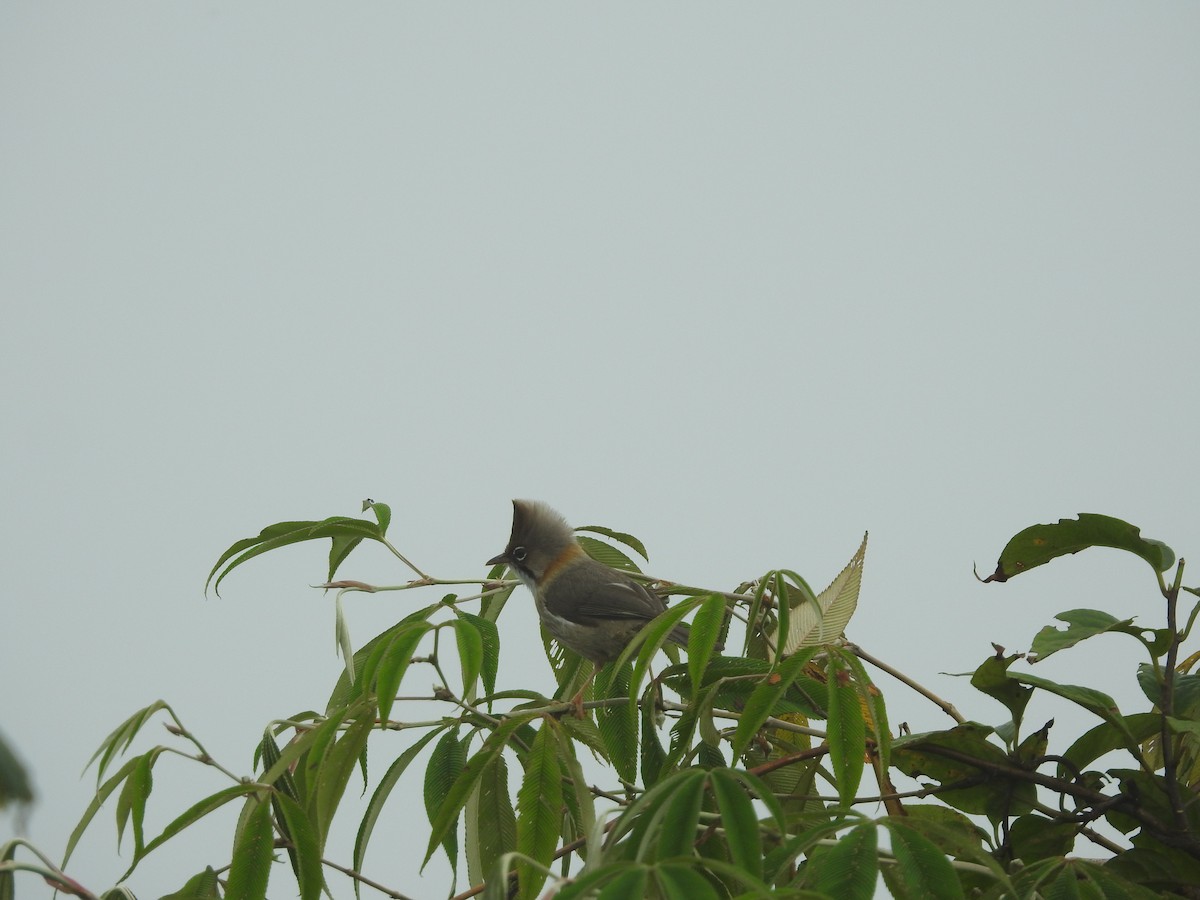 Yuhina Bigotuda - ML639762913