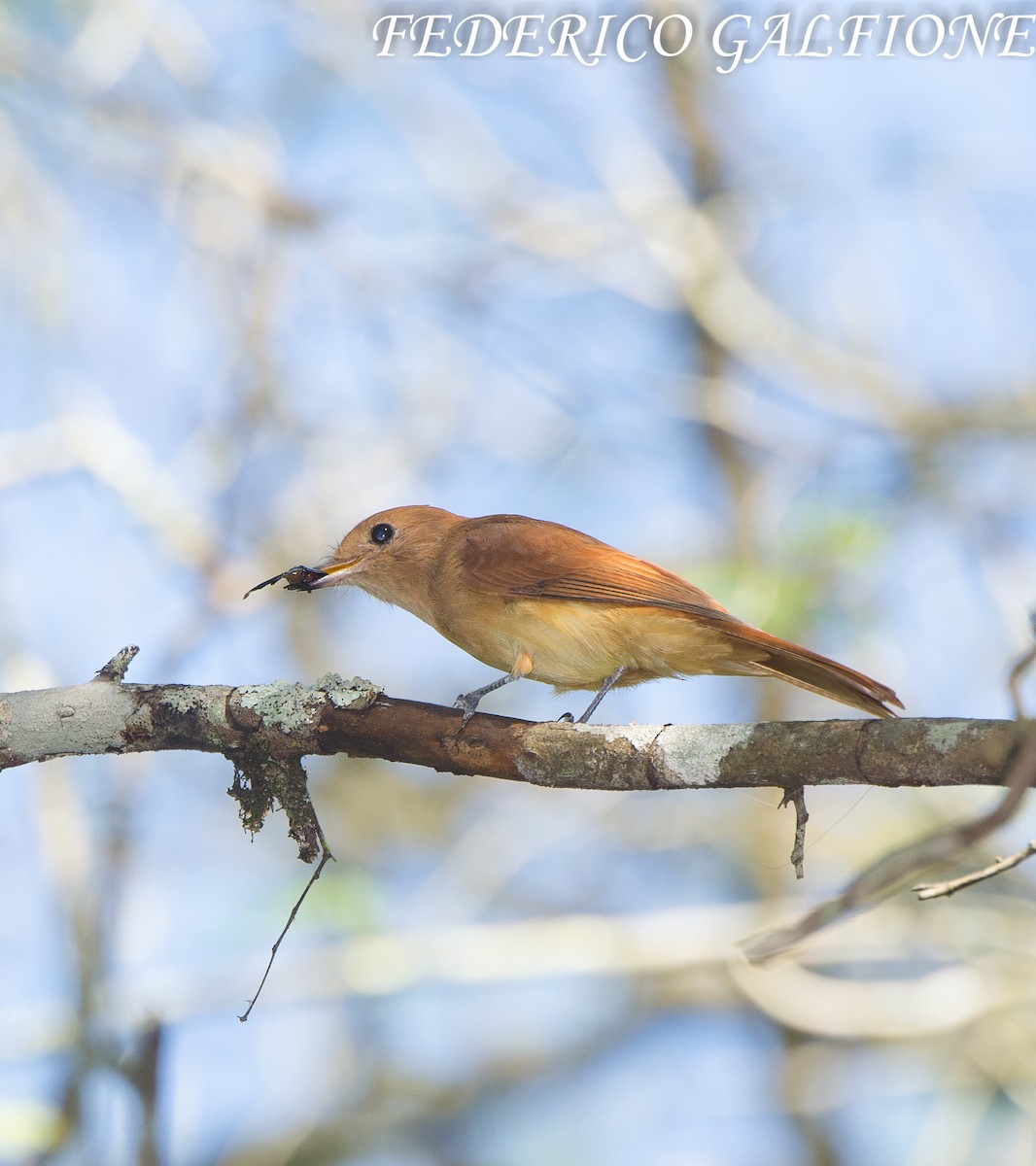 Rufous Casiornis - ML639762960