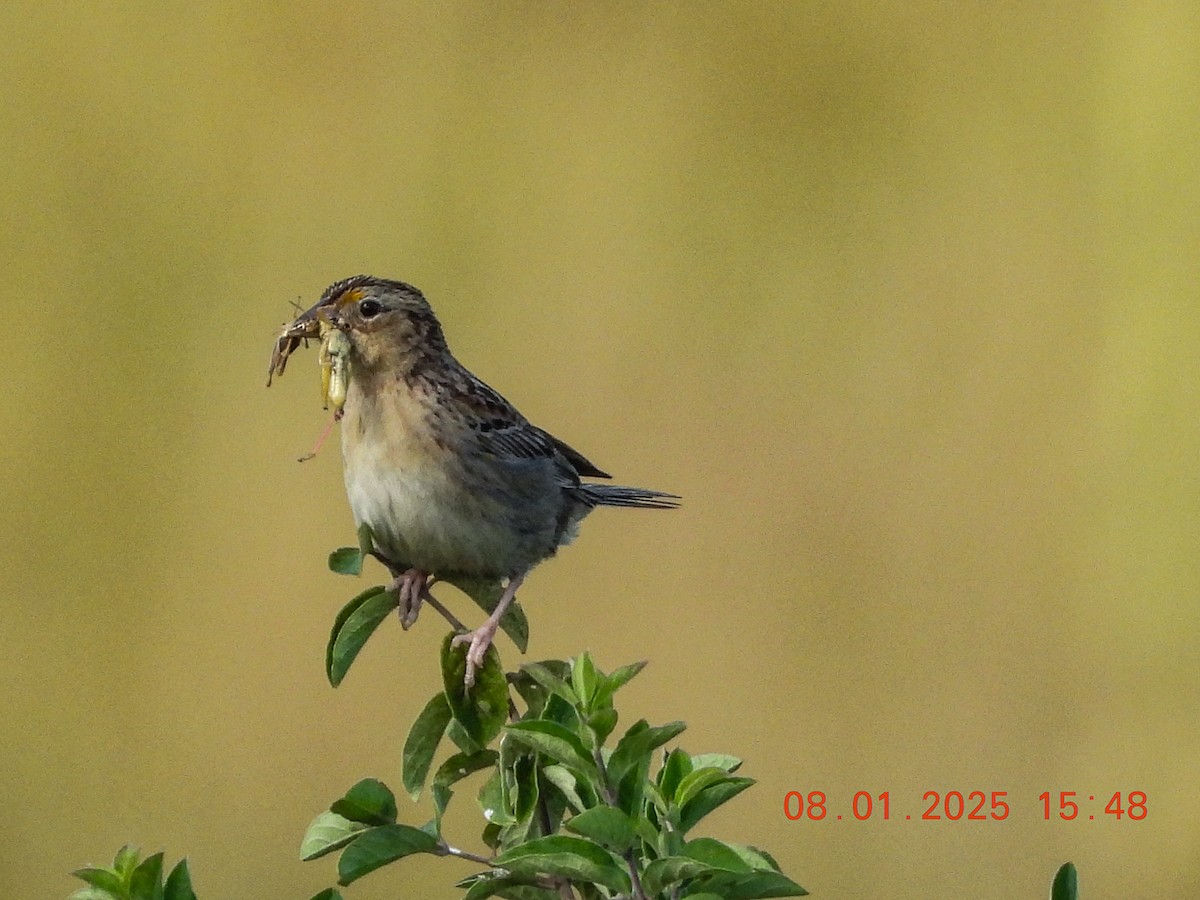 Grasshopper Sparrow - ML639763000