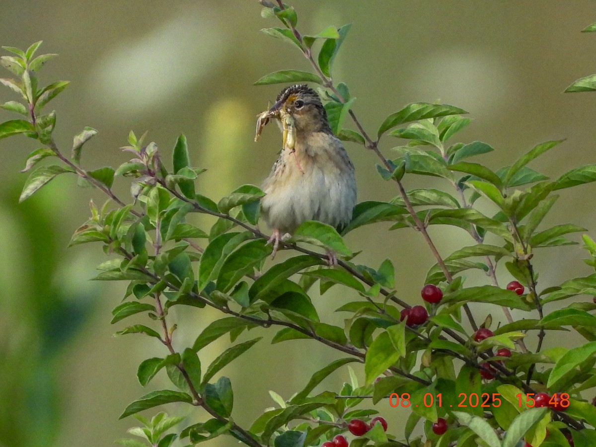 Grasshopper Sparrow - ML639763001