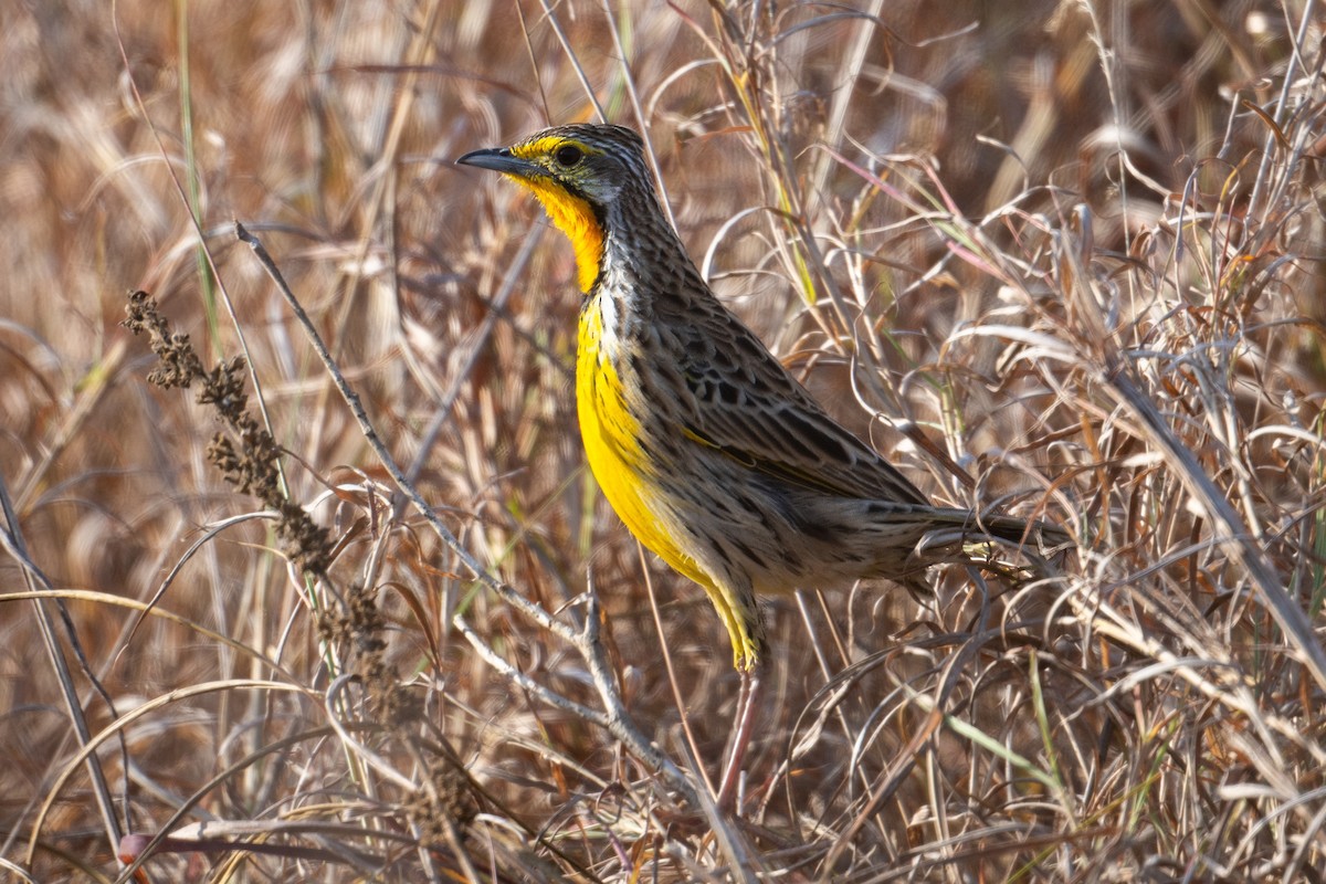 Pangani Longclaw - ML639763066