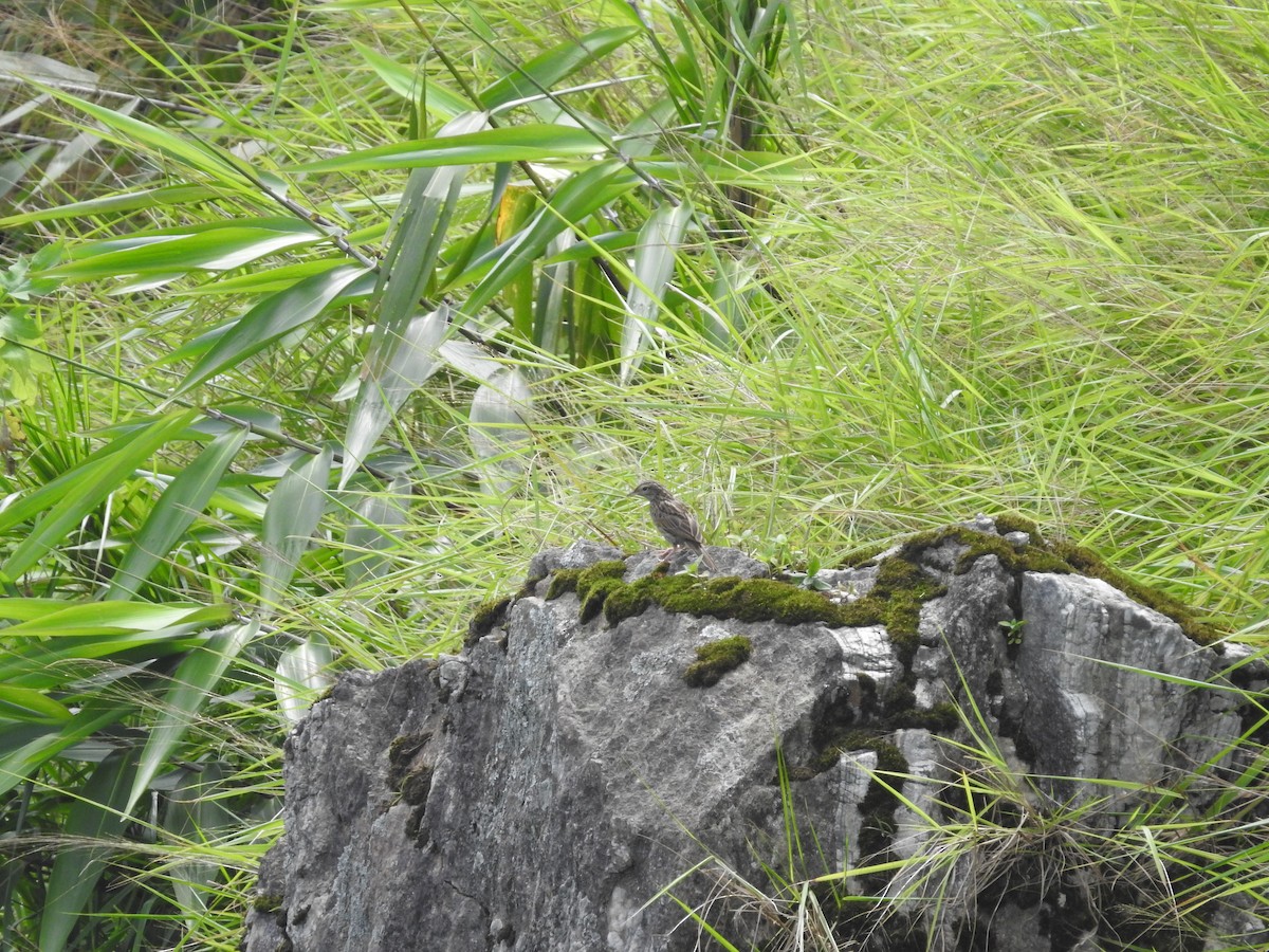 Upland Pipit - ML639763084