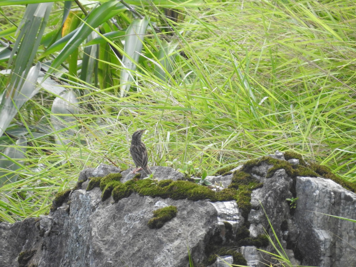 Upland Pipit - ML639763087
