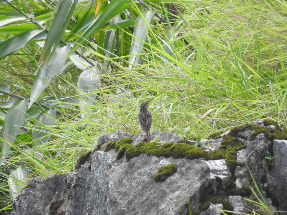 Upland Pipit - ML639763099
