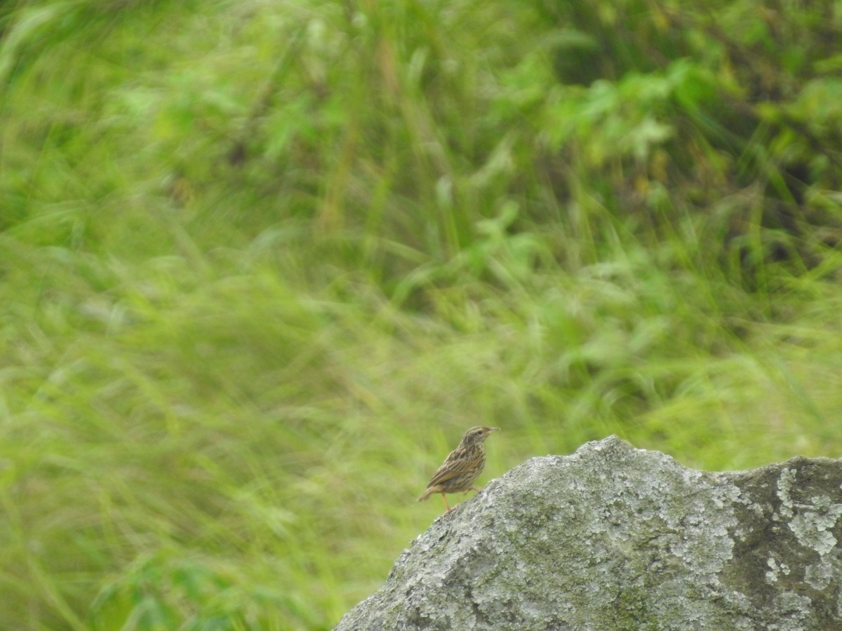 Upland Pipit - ML639763115