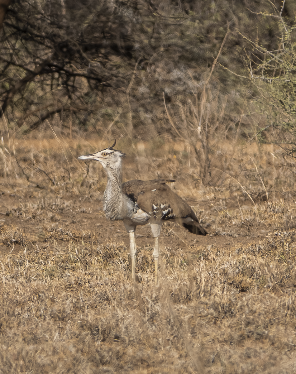 Kori Bustard - ML639763142