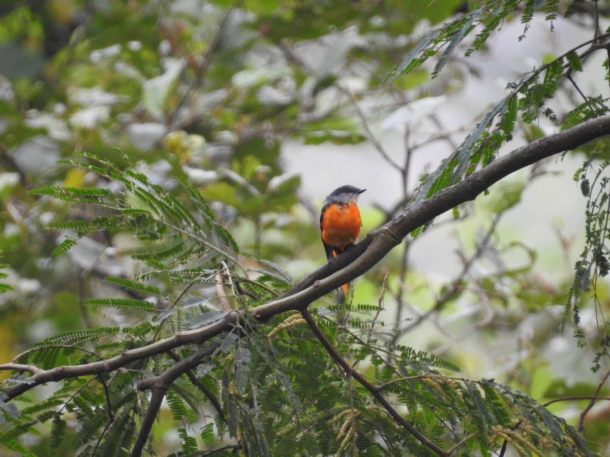 Gray-chinned Minivet - ML639763194