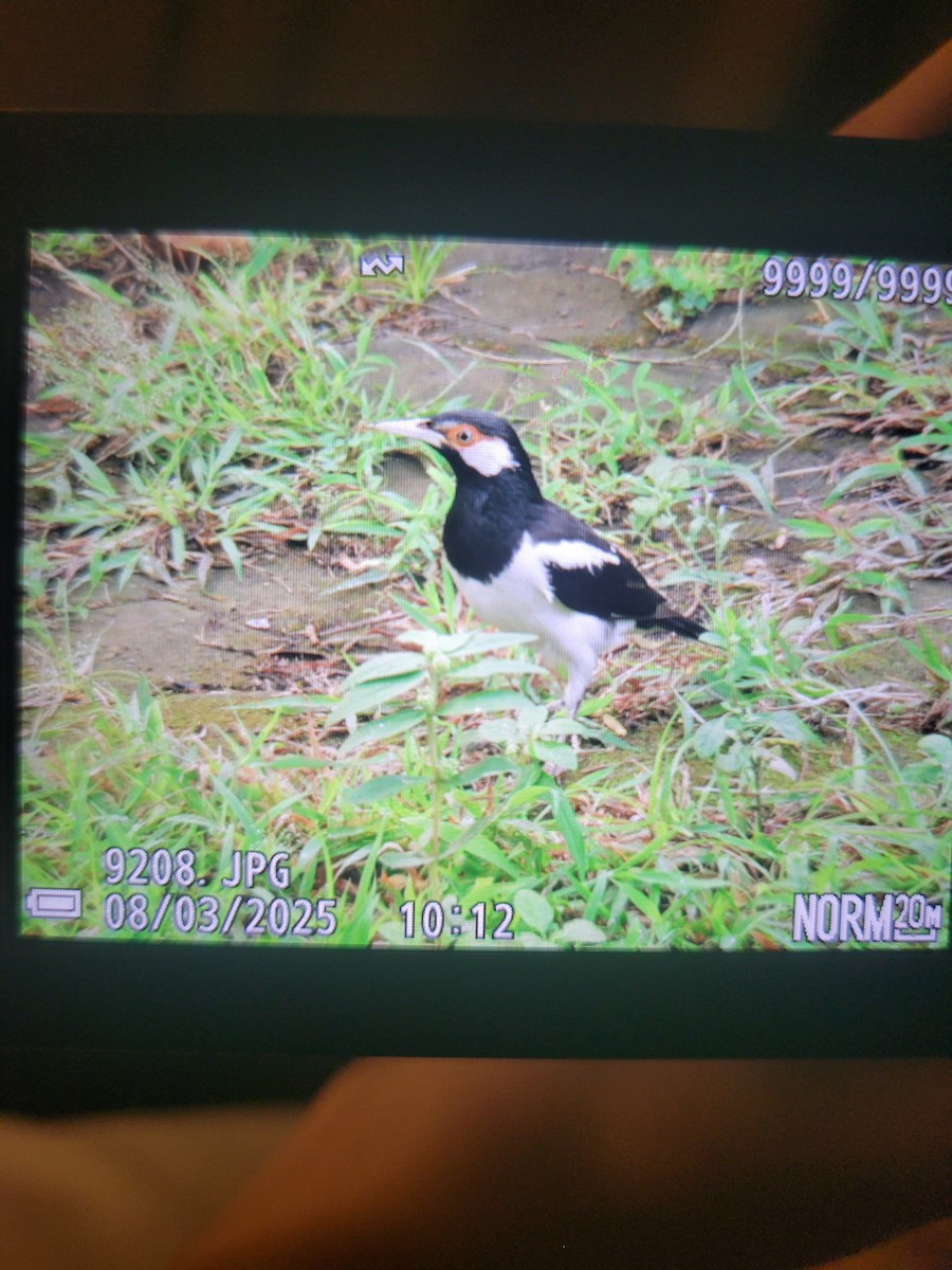 Javan Pied Starling - ML639763251