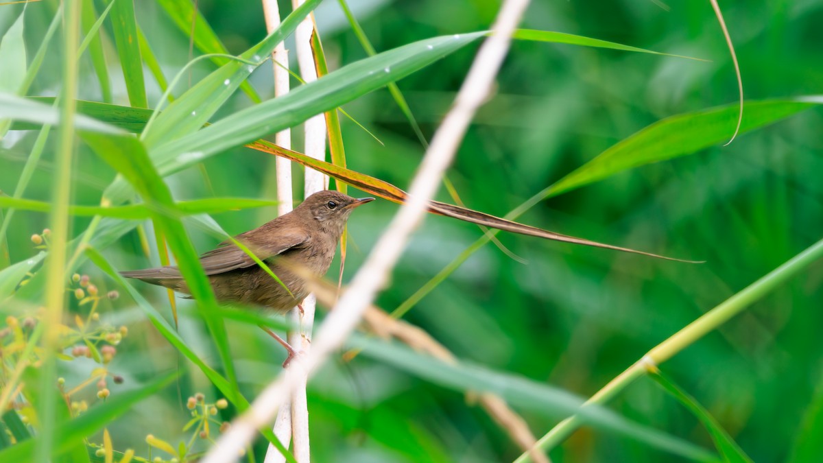 Savi's Warbler - ML639763252