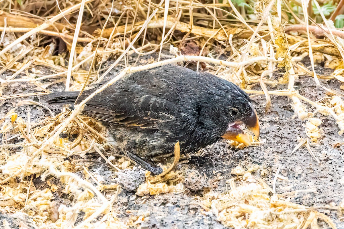 Large Ground-Finch - ML639763274