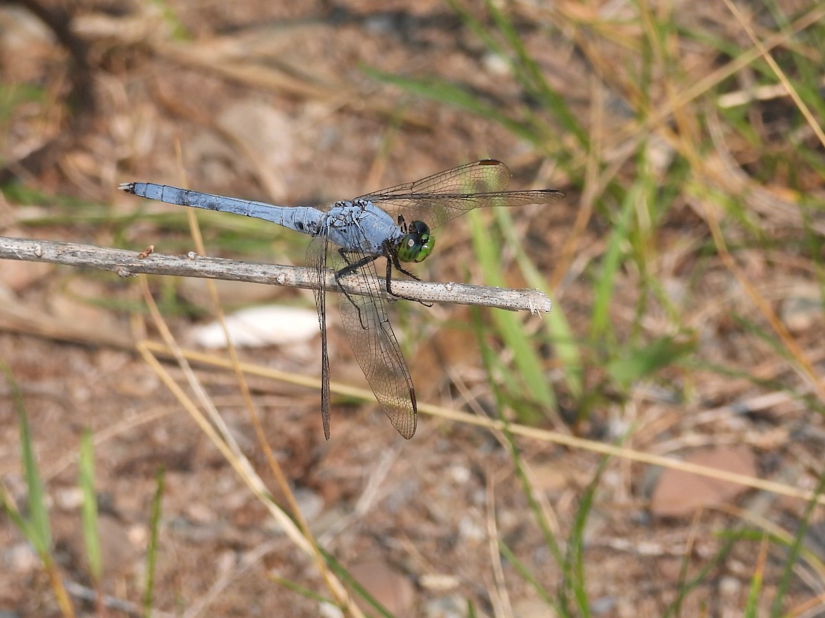 Animals - ML639763308