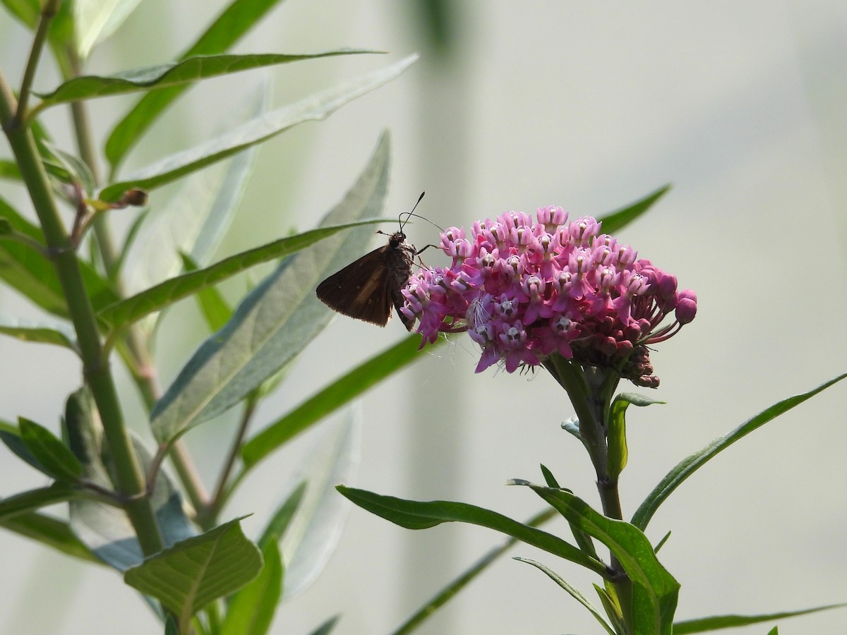 Animals - ML639763309