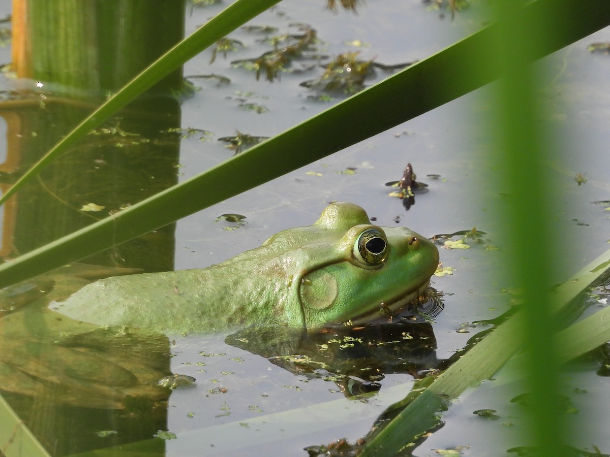 Animals - ML639763310