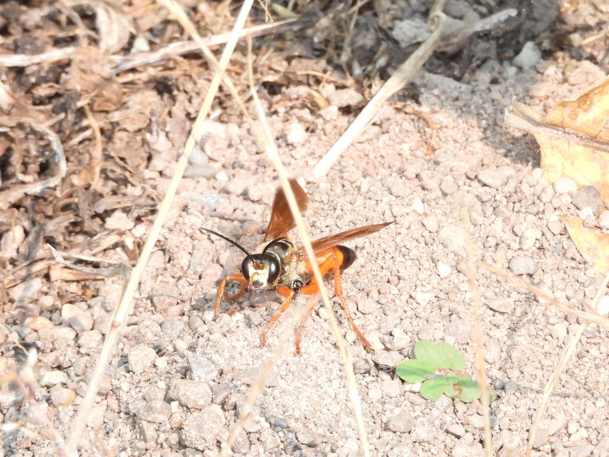 Animals - ML639763311