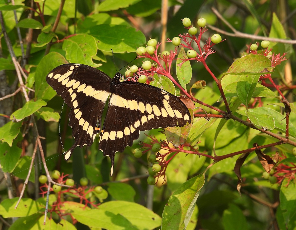 Animals - ML639763312