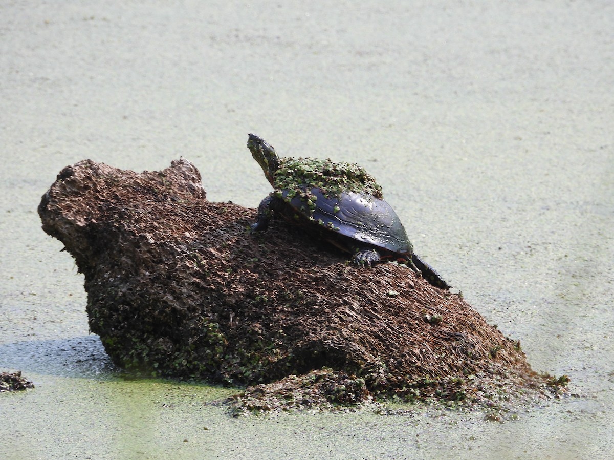 Animals - ML639763313