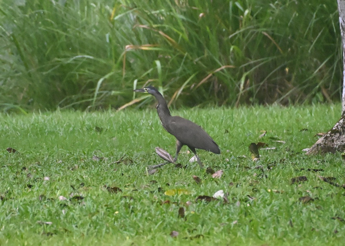 Bare-throated Tiger-Heron - ML639763347
