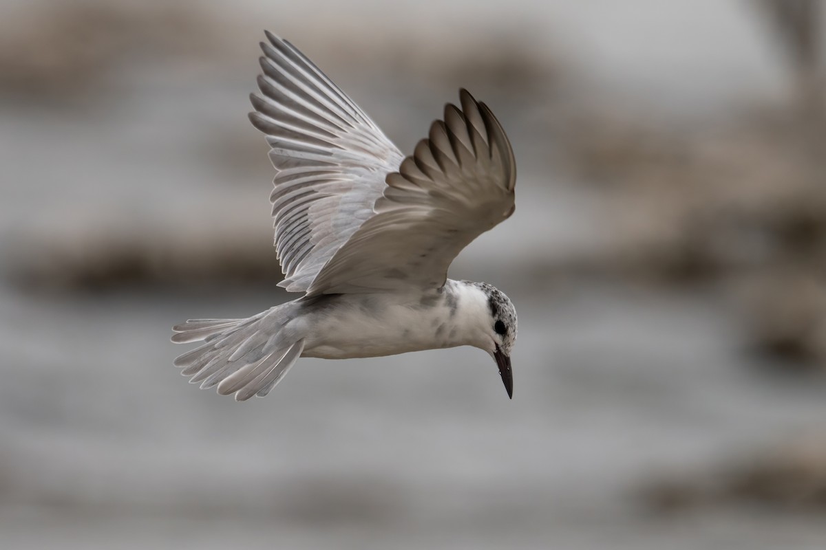 Whiskered Tern - ML639763371