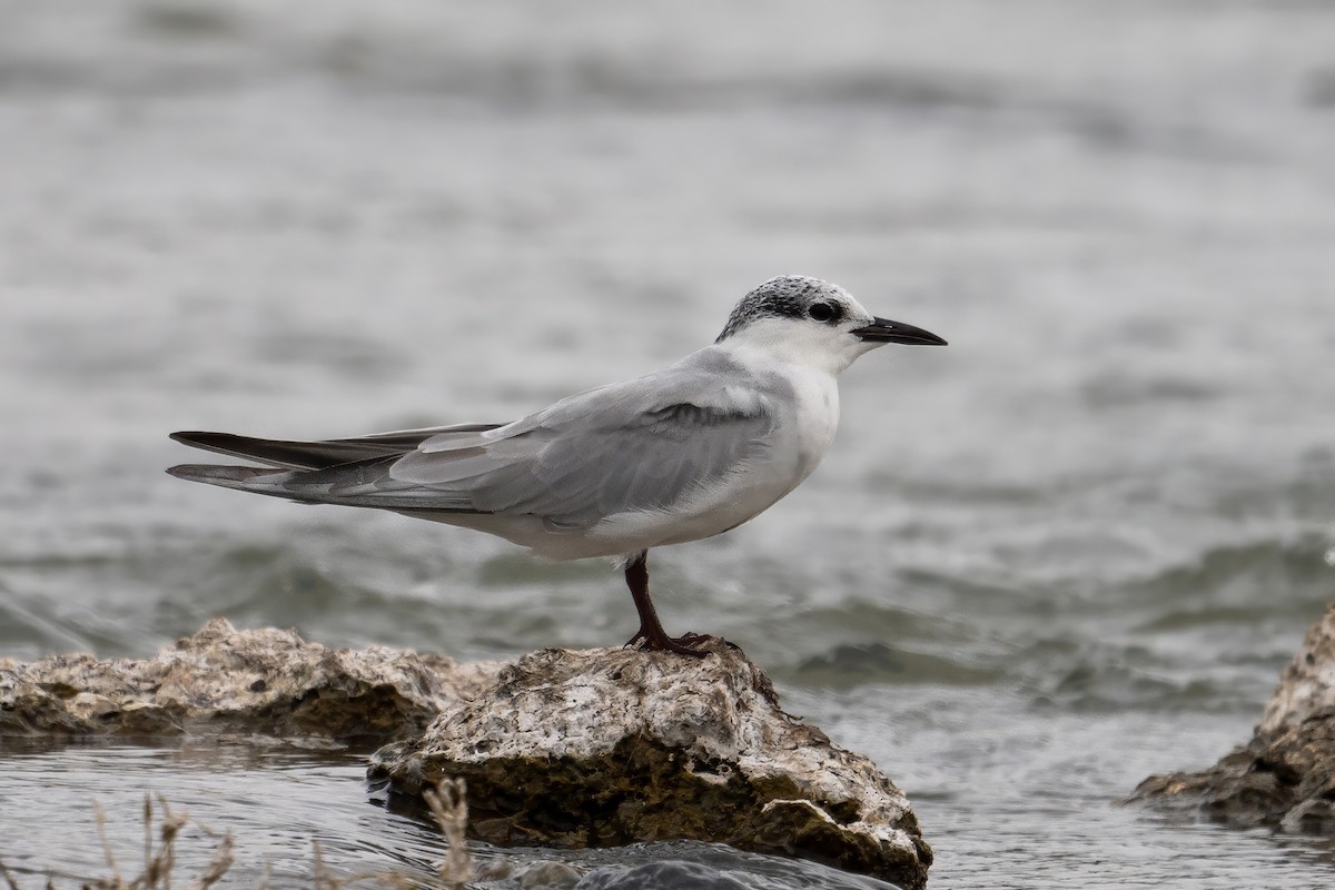 Whiskered Tern - ML639763372