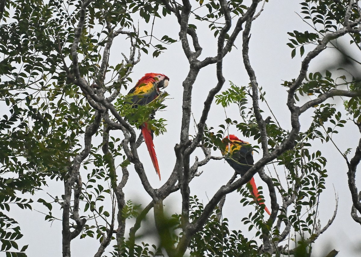 Scarlet Macaw - ML639763378