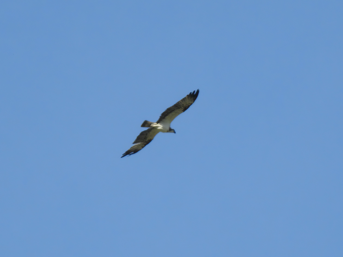 Osprey - ML639763381