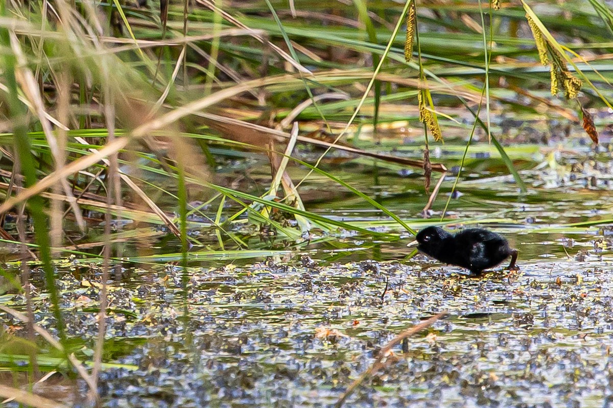Water Rail - ML639763414