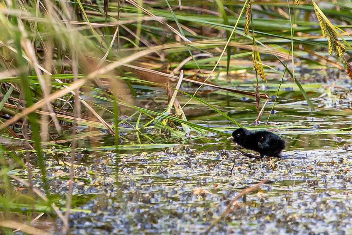 Water Rail - ML639763415