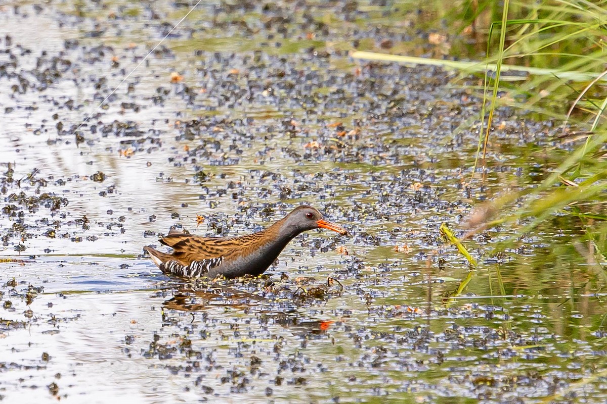 Water Rail - ML639763416