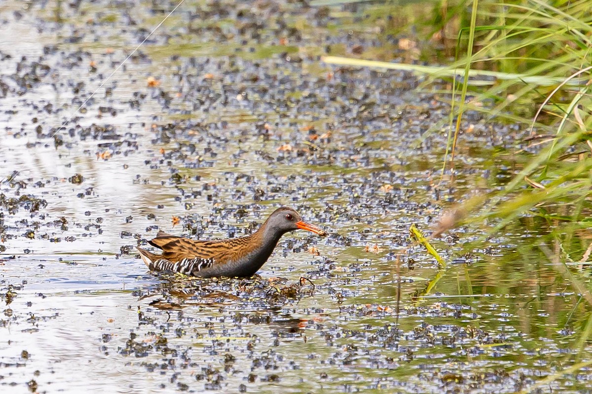 Water Rail - ML639763417