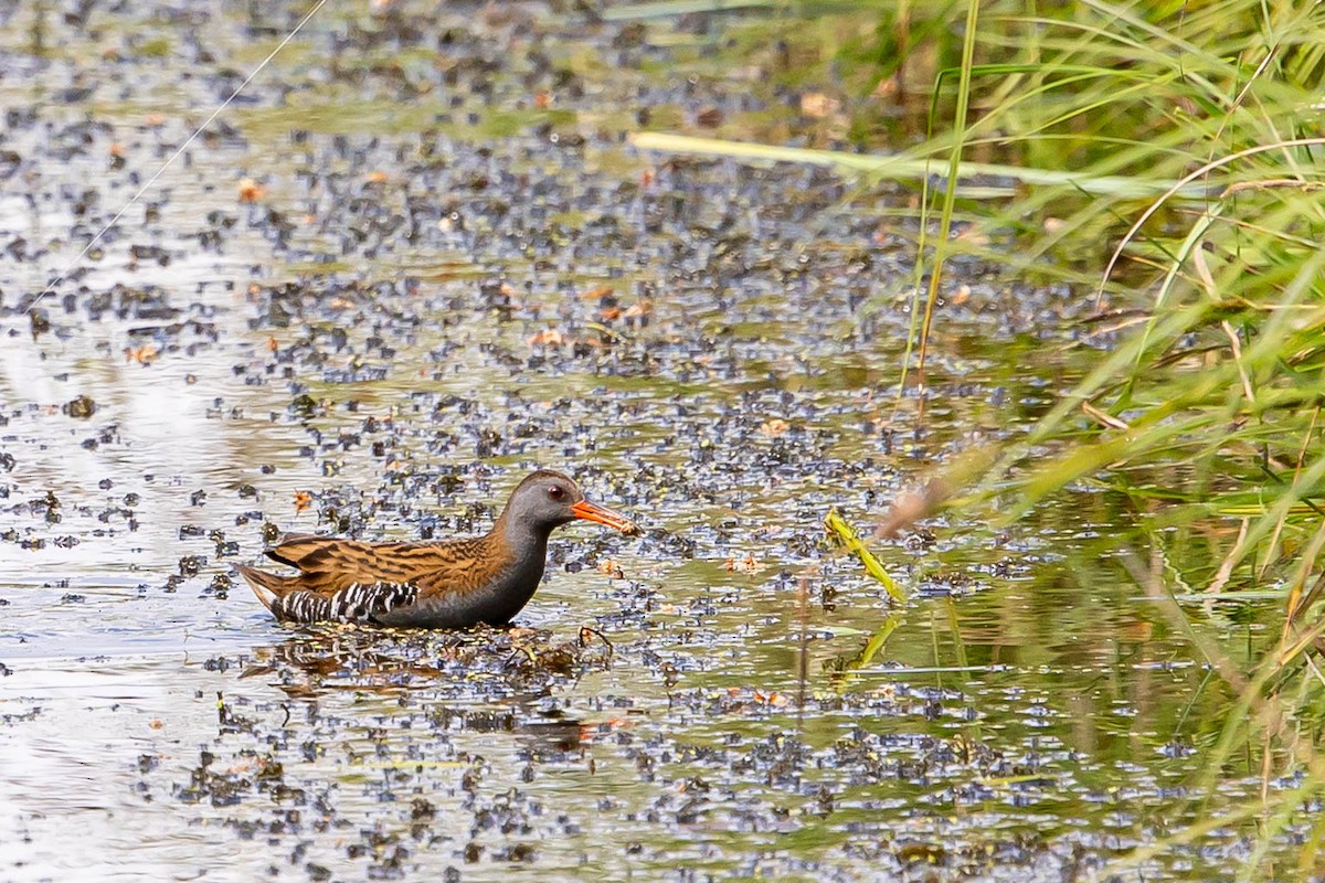 Water Rail - ML639763418