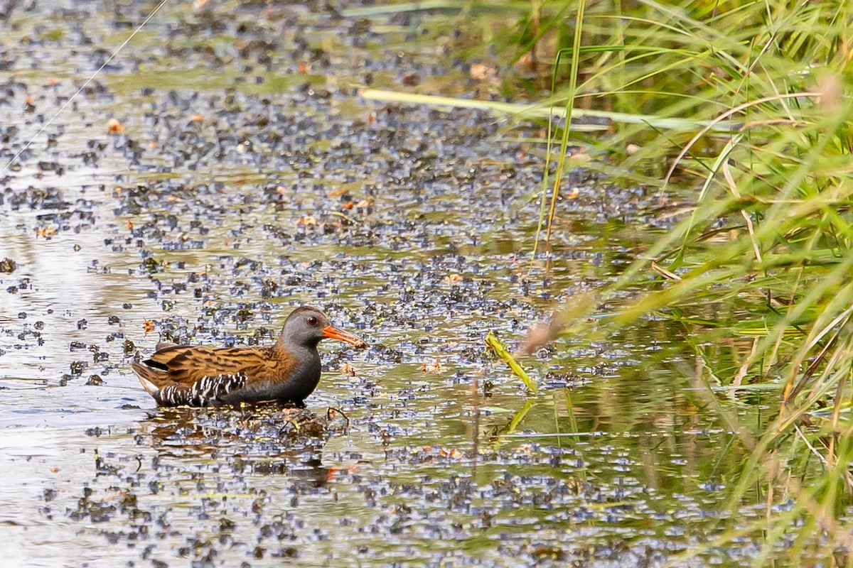 Water Rail - ML639763419