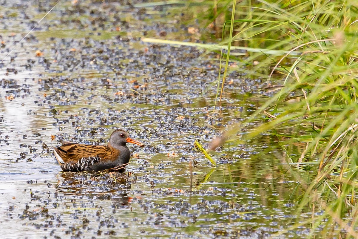 Water Rail - ML639763420