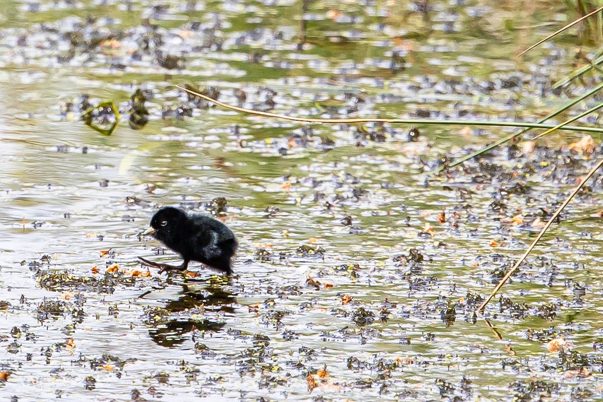 Water Rail - ML639763421