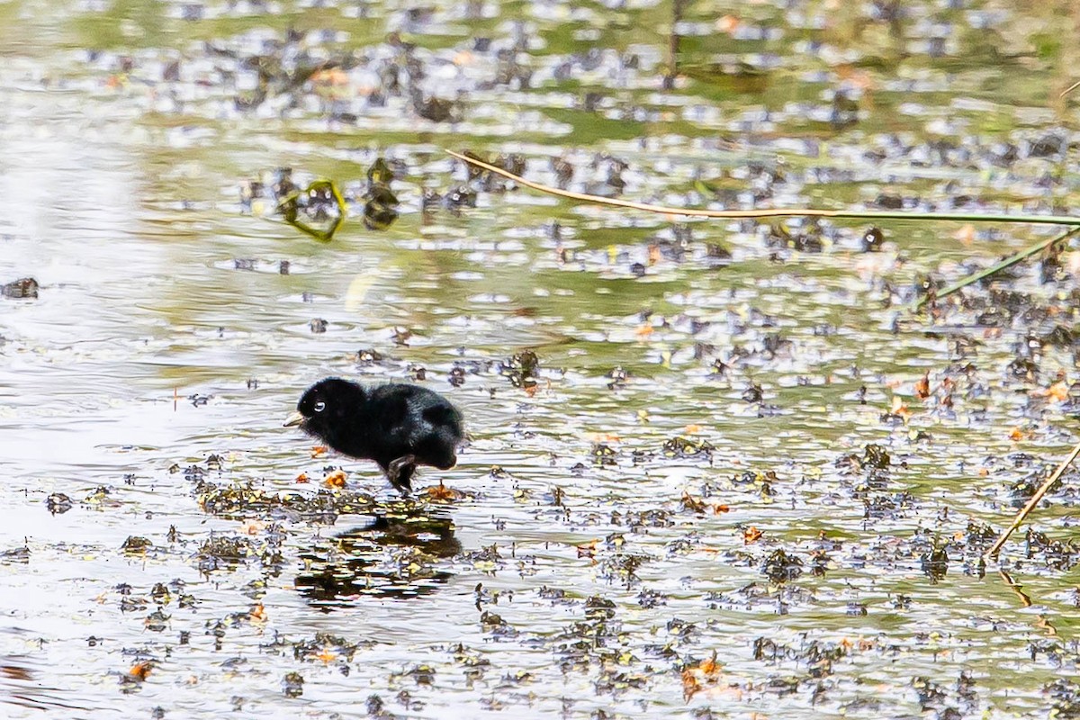 Water Rail - ML639763422