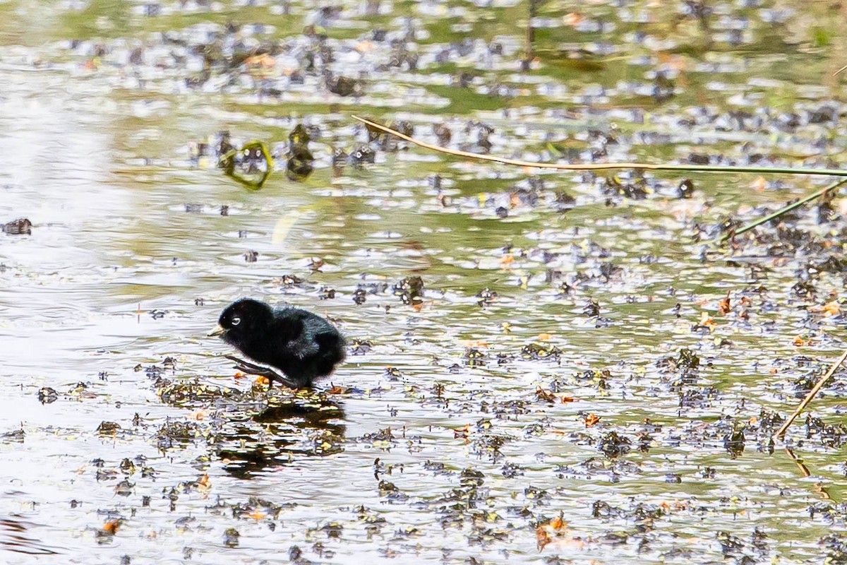 Water Rail - ML639763423