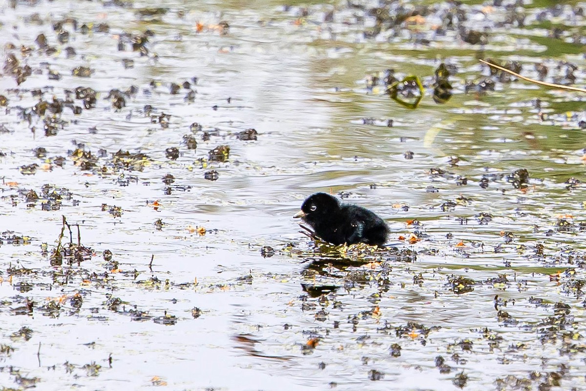 Water Rail - ML639763424