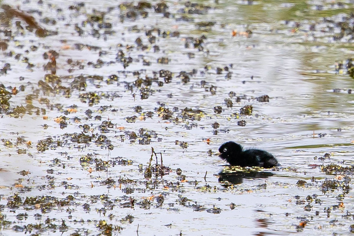 Water Rail - ML639763426