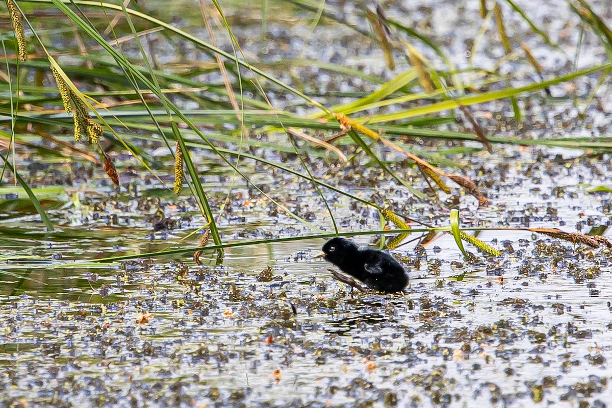 Water Rail - ML639763427