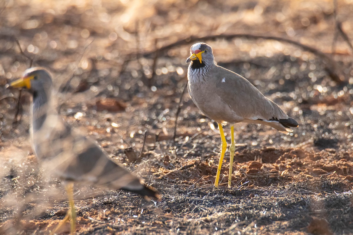 Vanneau du Sénégal - ML639763553