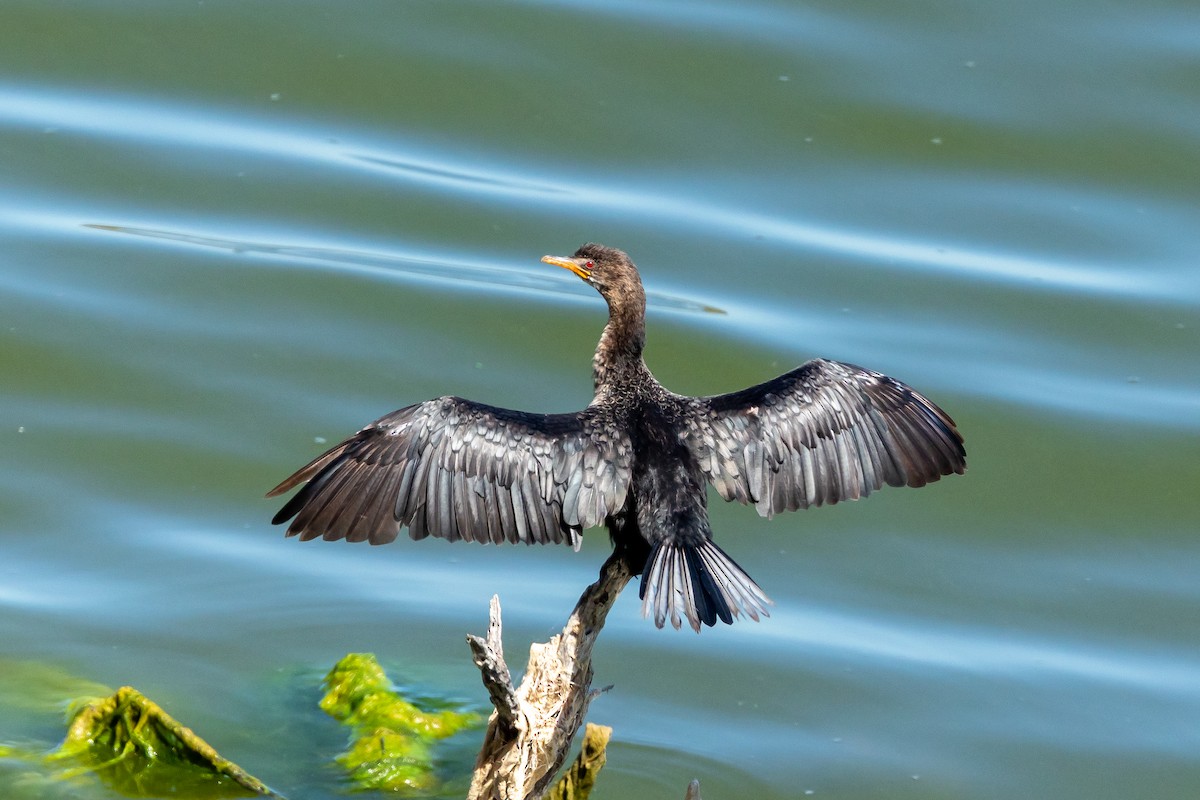 Reed Cormorant - ML639763632