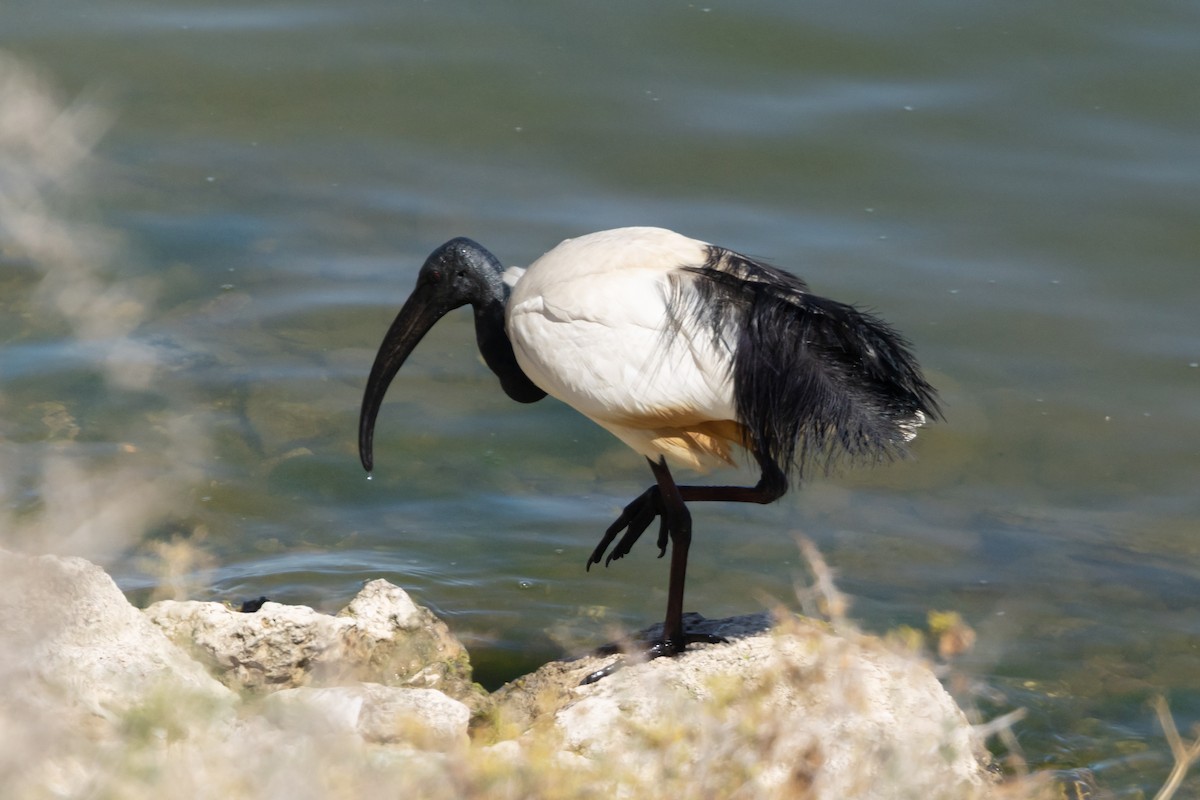 African Sacred Ibis - ML639763634