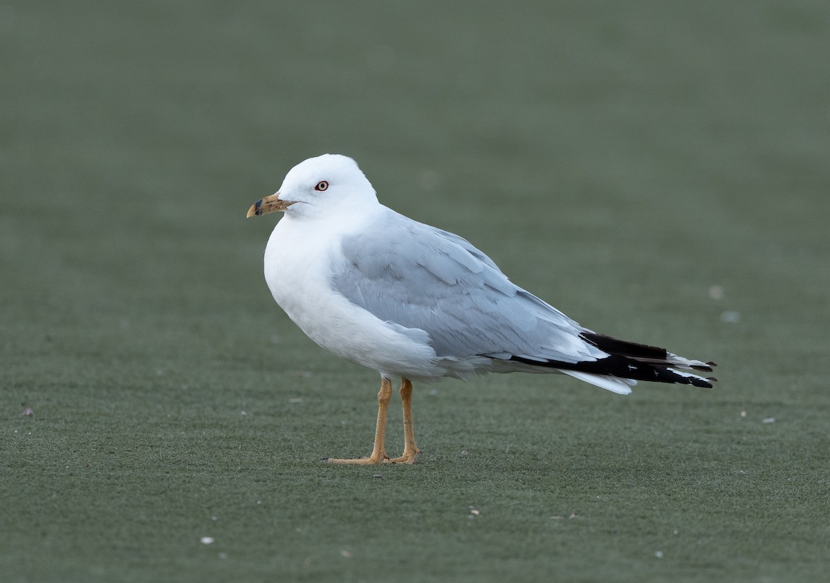 Ring-billed Gull - ML639763642